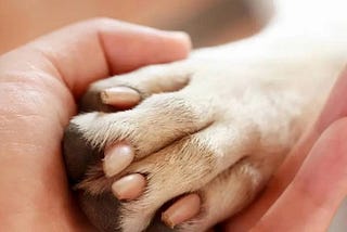 15 Ways: How to Stop Dog from Licking Paws Home Remedy