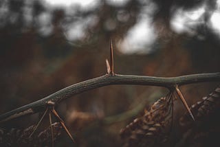 A branch with sharp thorns on it