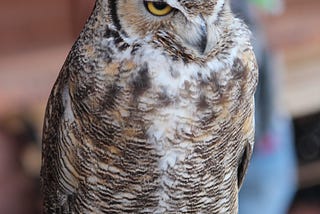 Great horned owl specimen in a museum