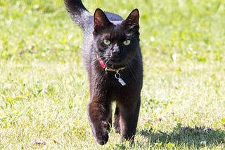 Feline Intelligence: How Smart Are Cats Really?