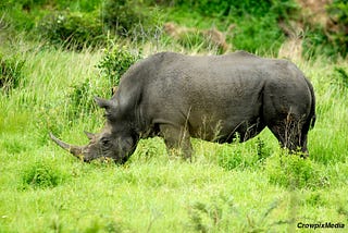 The Photographer’s Guide To Shooting The Big Five Animals on an African Safari