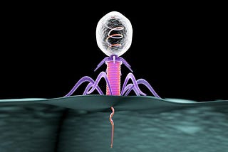 Hitchhiking Bacteriophages are the New Antibiotics