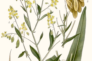 An illustration Isatis tinctoria showing the different stages the plant goes through with a cross section of the stem and larger illustrations of the parts of the plant.