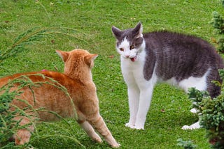 Resolve Arguments with a Cat Fight