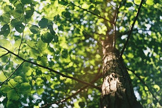 Looking up at the interior of a tree with green branches spread around a tall, brown trunk. Sunlight filters through the thick leaves, creating a dappled interior under the branches.