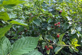 A wild blackberry bush with red, unripe blackberries as well as black ripe ones
