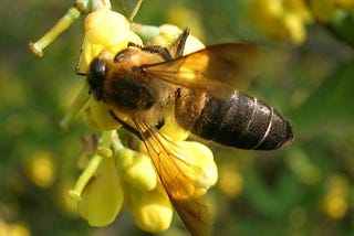 The Largest Bee in the World and Its Hallucinogenic Honey