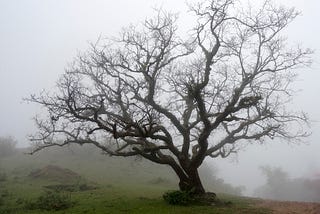 Wiry tree with no leaves