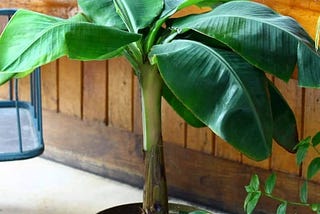 2-5-qt-little-prince-banana-plant-in-grower-pot-1