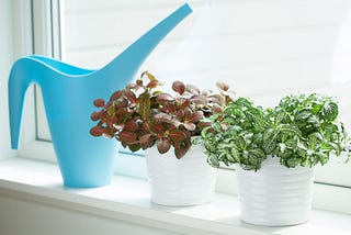 WATERING TIPS FOR PLANTS