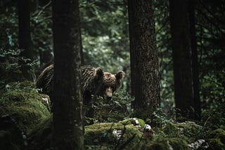 We Have Bear Poop In The Woods Here — or Wildcat?