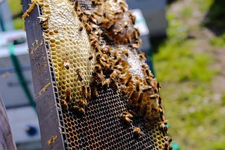 A representative beehive