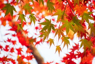 Meet Our Scribers! ☆