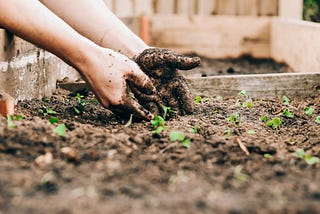 Gardner mixing her hands in the soil