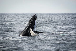 The World Needs to Celebrate Those Who Defend Wildlife