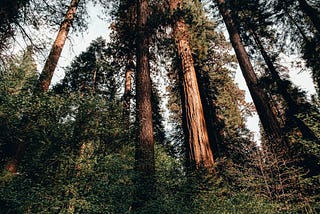 Talking to the Trees