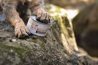Can I Feed My Dog Human Food All The Time?