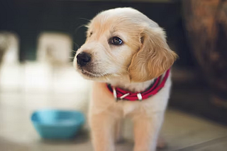 Puppy Parenting: 5 Common Mistakes that You Should Avoid