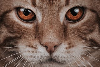 A Cat Feels No Guilt