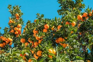 An Ode to The Orange Grove