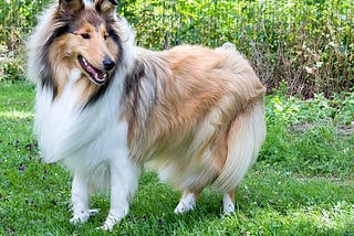 The Lassie — Rough Collie Dog
