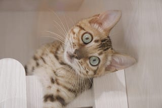 Curious Cat