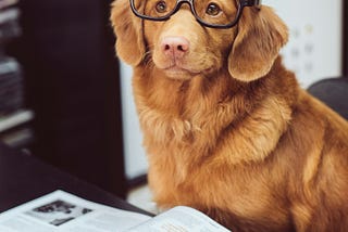 Dog with eyes glasses, reading