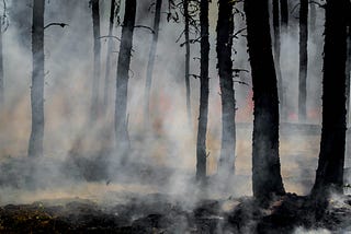 smoke and smoldering trees after fire