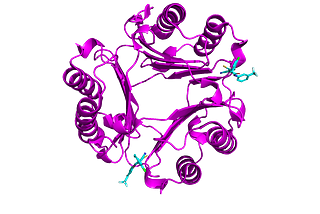Small molecular inhibitor (blue — 2:00 and 7:00) bound to MIF (purple). CC BY SBGRID. PDB 8SON.