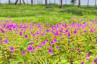 Unveiling the Marvels of Change: Climate and Ecological Transformations of Kaas Plateau