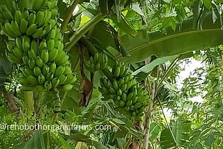 How to plant, grow and harvest Banana trees ?