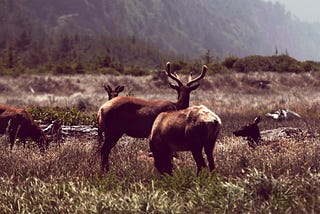 Out in the Wild: Productionising your Data Project