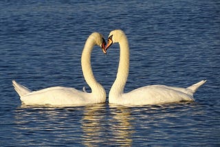 Swans pair for life and these two definitely show love for one another.  Absolutely beautiful. 