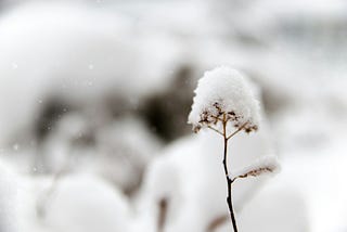 Cold Hardy Herbs That Will Survive Winter