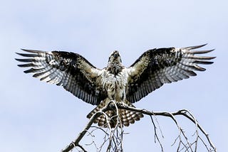 Flying With Sewn Wings