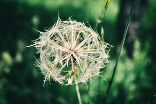 SvelteJS component’s lifecycle