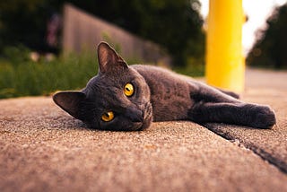 過盡千帆皆不是