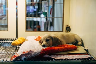 A puppy dog lays in a shelter room on a comfy blanket with a couple of dog toys nearby.