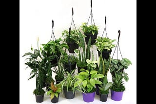 house-plant-bundle-low-light-4in-low-light-plant-bundle-4-plants-included-1