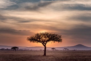 Death on the Serengeti