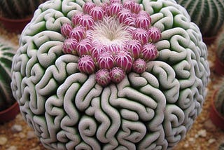 Discover the Intriguing World of Brain Cactus: A Gardener’s Delight