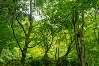 Tree Demons