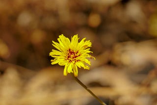 A yellow flower against a blurred green background