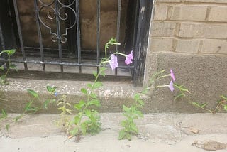Wild petunias growing in the alley next to my Second Reading Book Shop