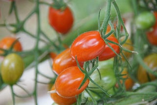 Green Energy-Powered Greenhouse Provides Fresh Produce to Remote Northern Community