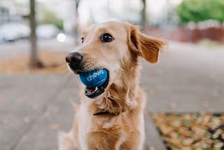 How to Fetch an API