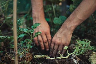 hands digging holes in the dirt for plants. Green plants growing in front of hands