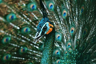 A Peacock and A Crow