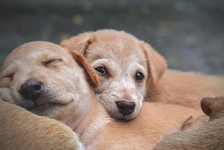 Swimming in the Fire