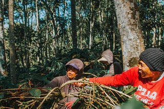 Coffee Farmer